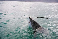 image of great_white_shark