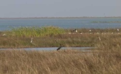 image of black_stork