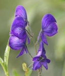image of flower