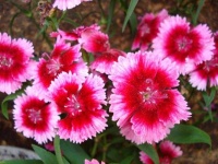 image of flower
