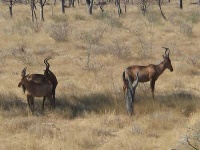 image of hartebeest