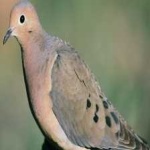 image of bird