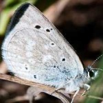 image of animal