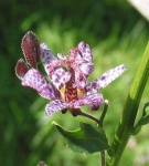 image of flower