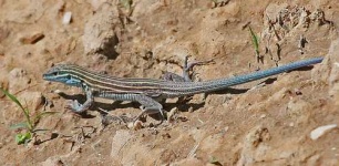 image of whiptail