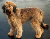 image of briard