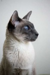 image of animal