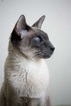 image of siamese #20