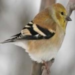 image of bird
