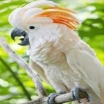 image of bird