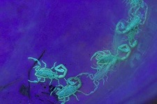 image of scorpion