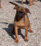 image of brabancon_griffon