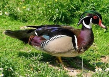 image of animal