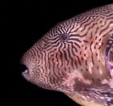 image of puffer