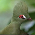 image of bird