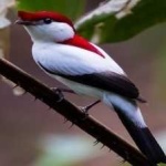 image of bird