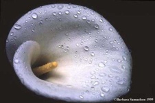 image of giant_white_arum_lily #31