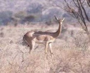 image of gerenuk