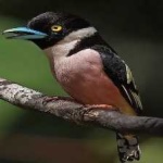 image of bird
