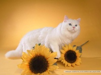 image of animal