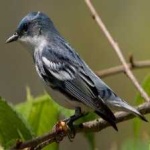 image of bird
