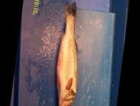 image of fish