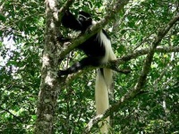 image of colobus #33