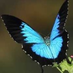 image of animal