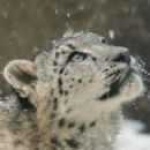 image of jaguar_car