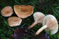 image of mushrooms