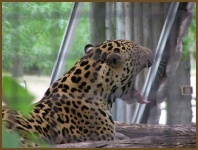 image of jaguar_car