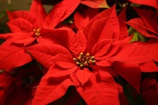 image of poinsettia #25