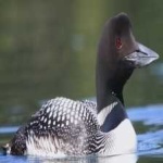 image of bird