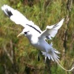 image of bird