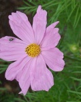 image of flower
