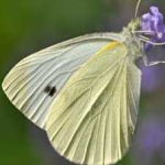 image of animal
