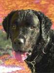 image of curly_coated_retriever