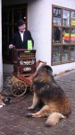 image of leonberg