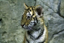image of animal