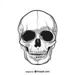 image of skull