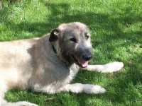 image of irish_wolfhound