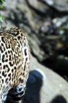 image of jaguar_car