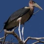 image of bird