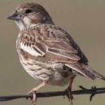 image of bird