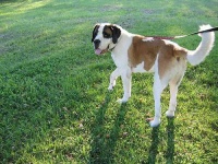 image of saint_bernard
