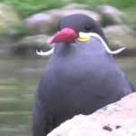 image of bird