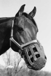 image of muzzle