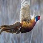 image of ring_necked_pheasant #26