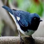 image of bird