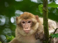 image of monkey #24